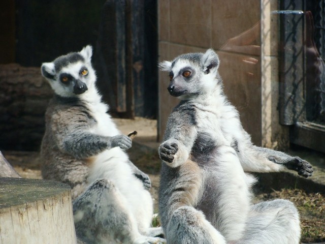 Warszawskie ZOO urodziny - Zwierzęta ZDJĘCIA