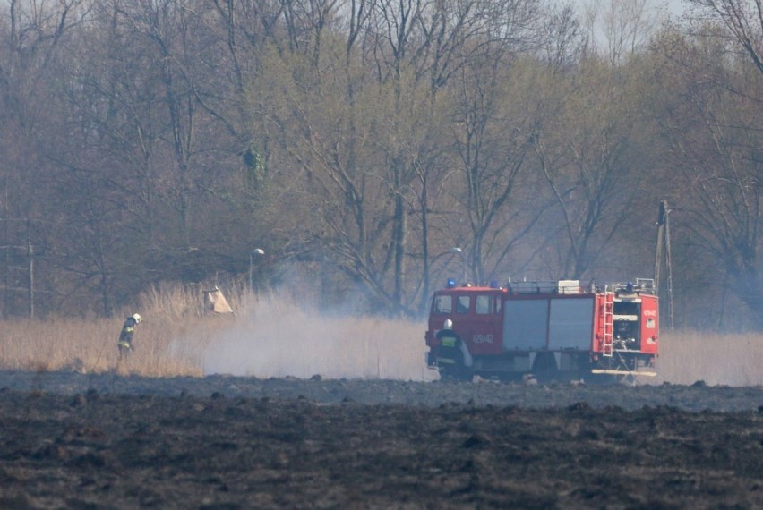 Płonęły trawy w okolicach Szczepowa. Strażacy walczyli z żywiołem. ZDJĘCIA