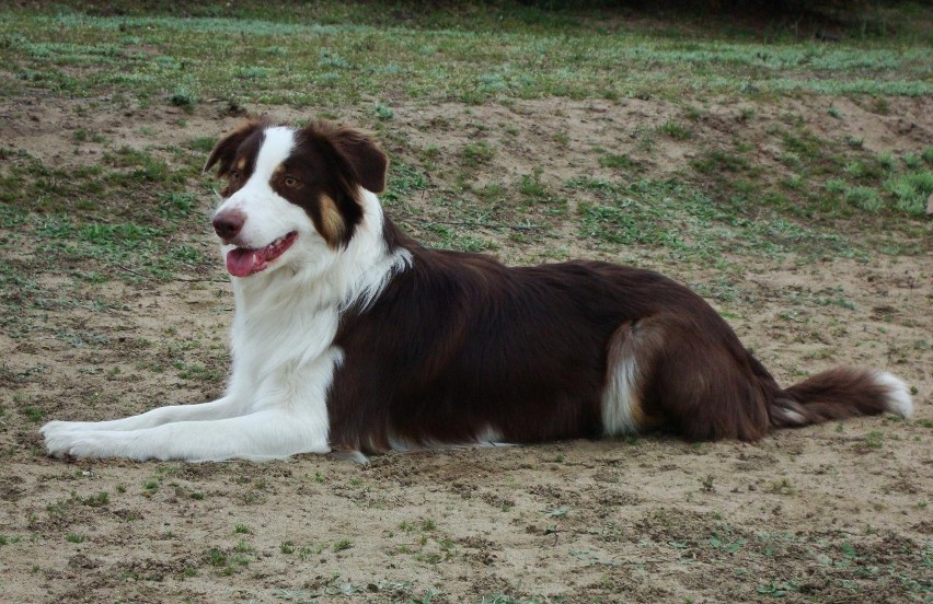 Fido to pies rasy pasterskiej, który uwielbia  dog dancing