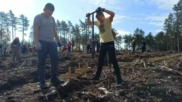 Kilka tysięcy jednorocznych sosen zasadzonych zostało w gmina Parchowo w Nadleśnictwo Lipusz. To kolejna tego typu akcja związana z odnową lasu na terenach, przez które przeszła olbrzymia nawałnica.
