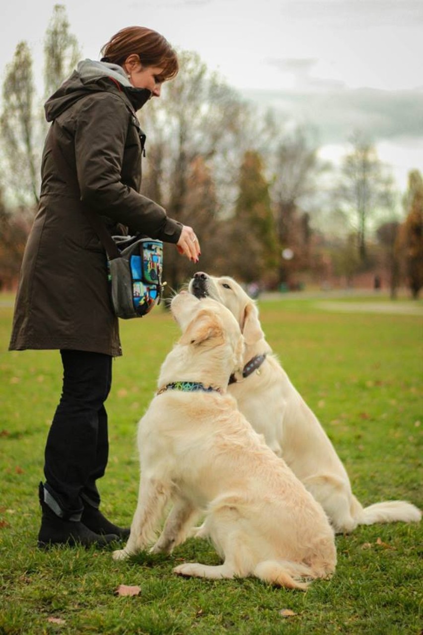 22 finał WOŚP w Poznaniu: Golden retrievery w tym roku też będą kwestować [ZDJĘCIA]