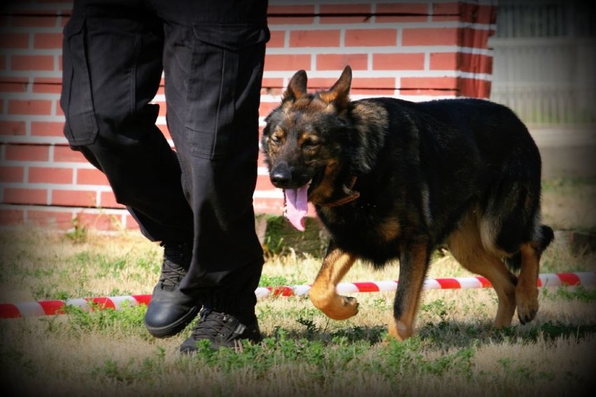 Światowy dzień psa. Zobacz, na czym polega praca psów w policji