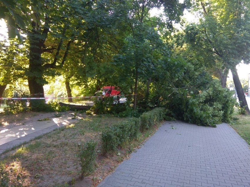 Niebezpiecznie w Parku Miejskim w Kielcach. Ogromny konar prawie przygniótł mężczyznę [ZDJĘCIA] 