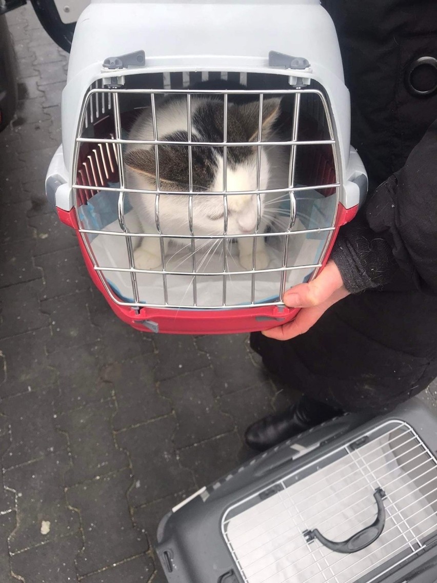 Schronisko dla bezdomnych zwierząt w Sosnowcu objęło opieką 38 kotów z Ukrainy.