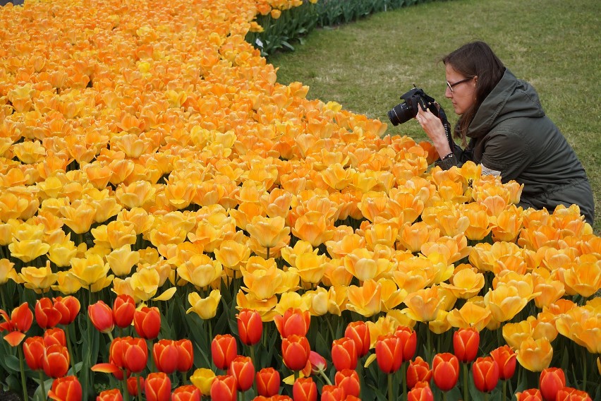 70 tys. tulipanów kwitnie w Ogrodzie Botanicznym w Łodzi