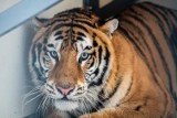 Minister Emilewicz i miasto pomogą uratowanym tygrysom. Wkrótce wyjadą do Hiszpanii
