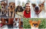 Dzień psa 2021. Zobaczcie najlepszych przyjaciół naszych Czytelników! Wielka galeria psów internautów (ZDJĘCIA)