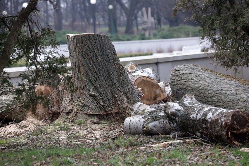 Wycięto drzewa w legnickim Parku Miejskim, wiemy dlaczego, zobaczcie zdjęcia