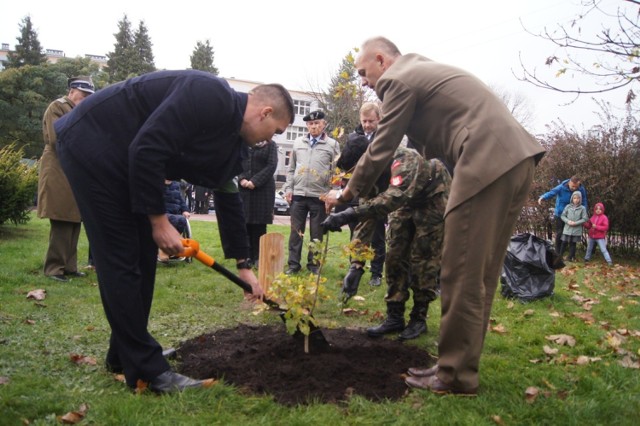 W Radomsku posadzili Dąb Pamięci gen. Stanisława Sojczyńskiego „Warszyca"