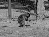 Nie żyje maskotka sosnowieckiego minizoo, kangur Kubuś. Miał 14 lat. Do śmierci zwierzęcia przyczyniło się zachowanie wandali!
