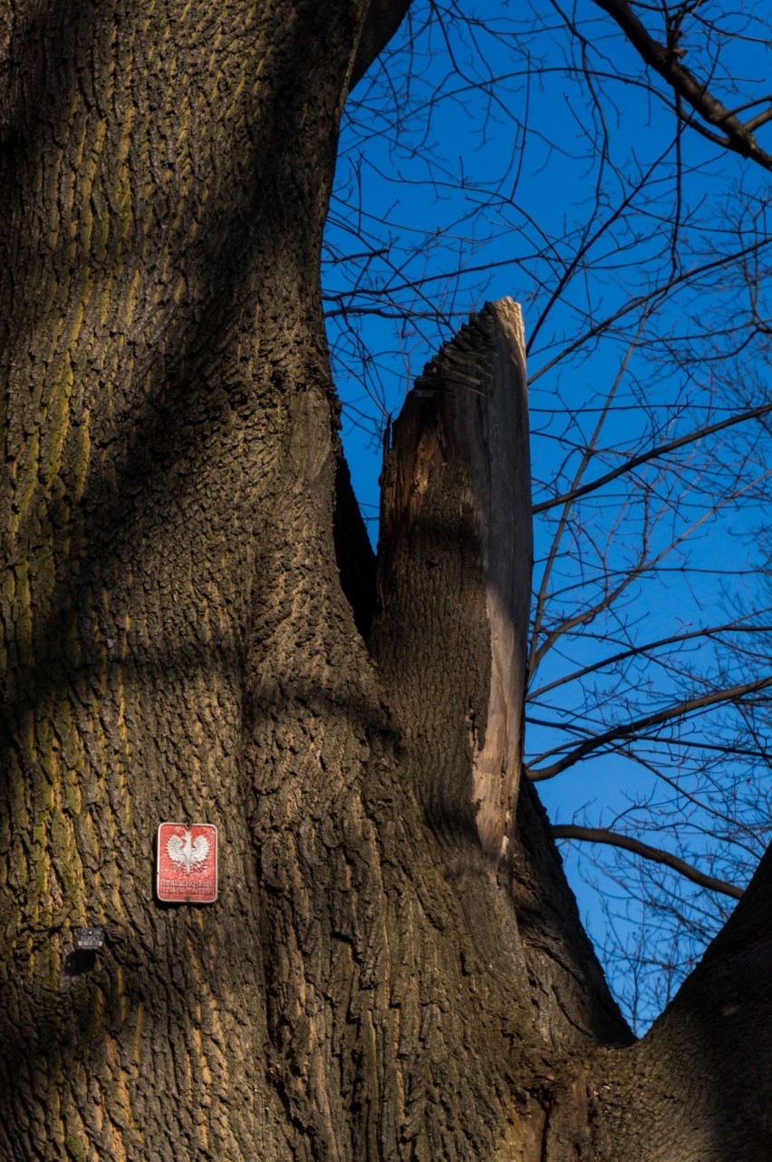 "Koszmarny widok". Krakowianie oburzeni wycinką drzew w al. Waszyngtona [ZDJĘCIA]