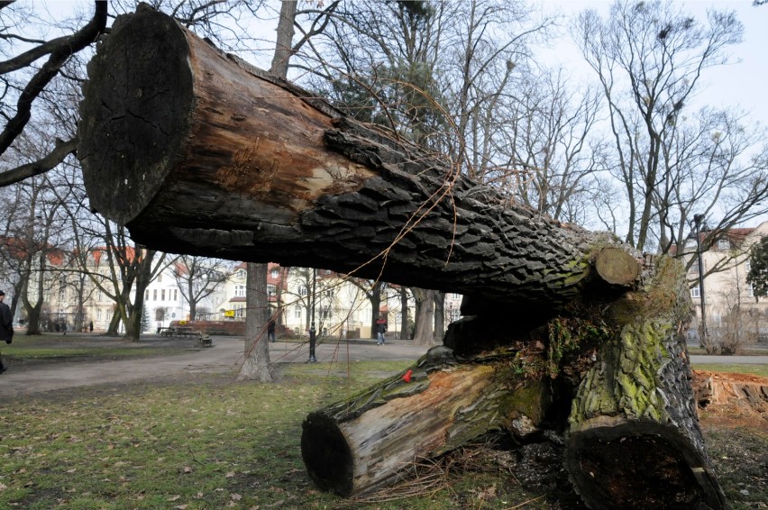 Raport NIK-u: Cały czas wycinamy drzewa pod osiedla i...