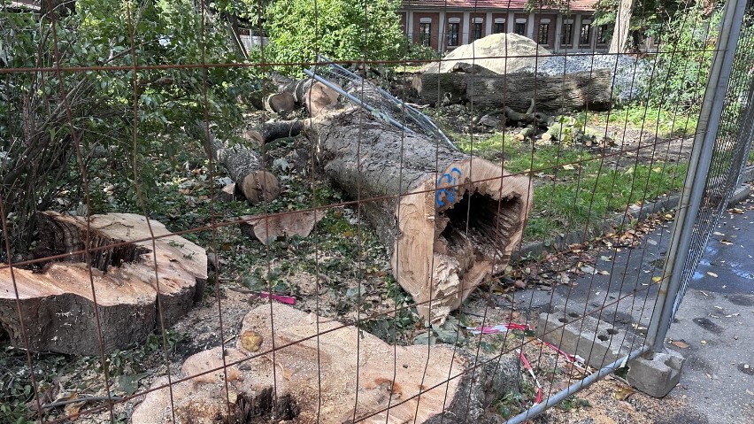 Wielka wycinka drzew na Plantach Salinarnych w Bochni, usunięto już kilkadziesiąt obiektów. Zobacz zdjęcia