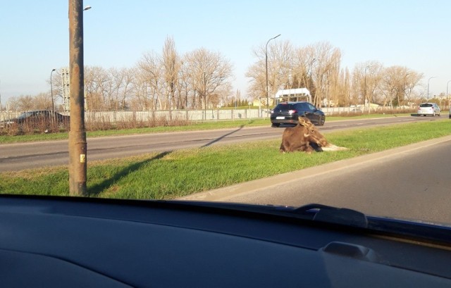 Do zdarzenia doszło we wtorek rano