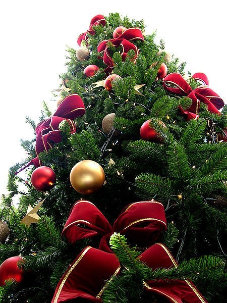 Źródło: http://commons.wikimedia.org/wiki/File:Christmas_tree_sxc_hu.jpg