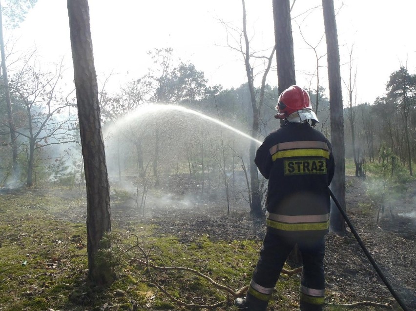 Oborniccy strażacy walczą z plagą wypalania traw