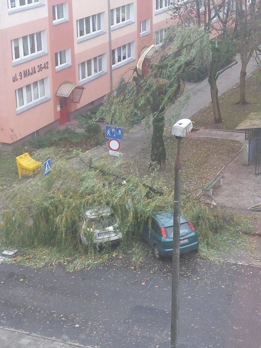 Silny wiatr w Szczecinie. Przewraca drzewa, niszczy płoty [wideo, zdjęcia]