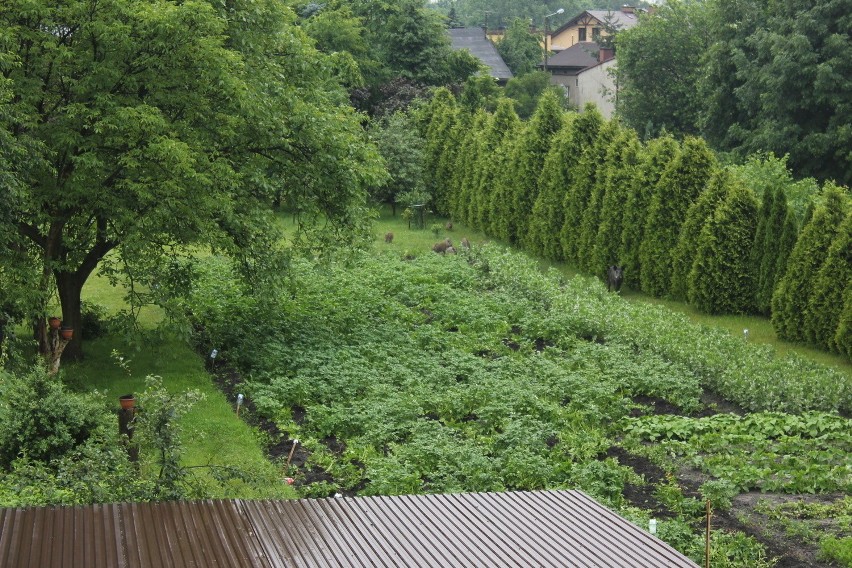 Chrzanów. Dziki ryją w centrum miasta. Mieszkańcy nie są bezpieczni [ZDJĘCIA, WIDEO]