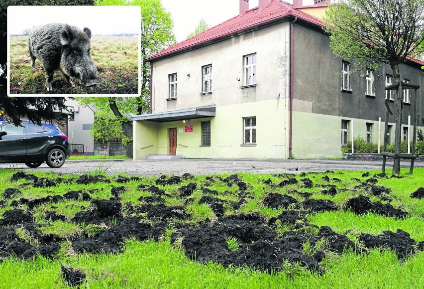 Chrzanów. Dziki ryją w centrum miasta. Mieszkańcy nie są bezpieczni [ZDJĘCIA, WIDEO]