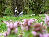 Park Natoliński zaprasza zwiedzających. Otwarcie kompleksu już we wrześniu