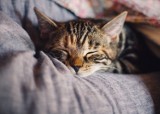 W Jaworznie i regionie nie odnotowano przypadków tajemniczego wirusa kotów. Weterynarze prowadzą badania i proszą, aby nie siać paniki