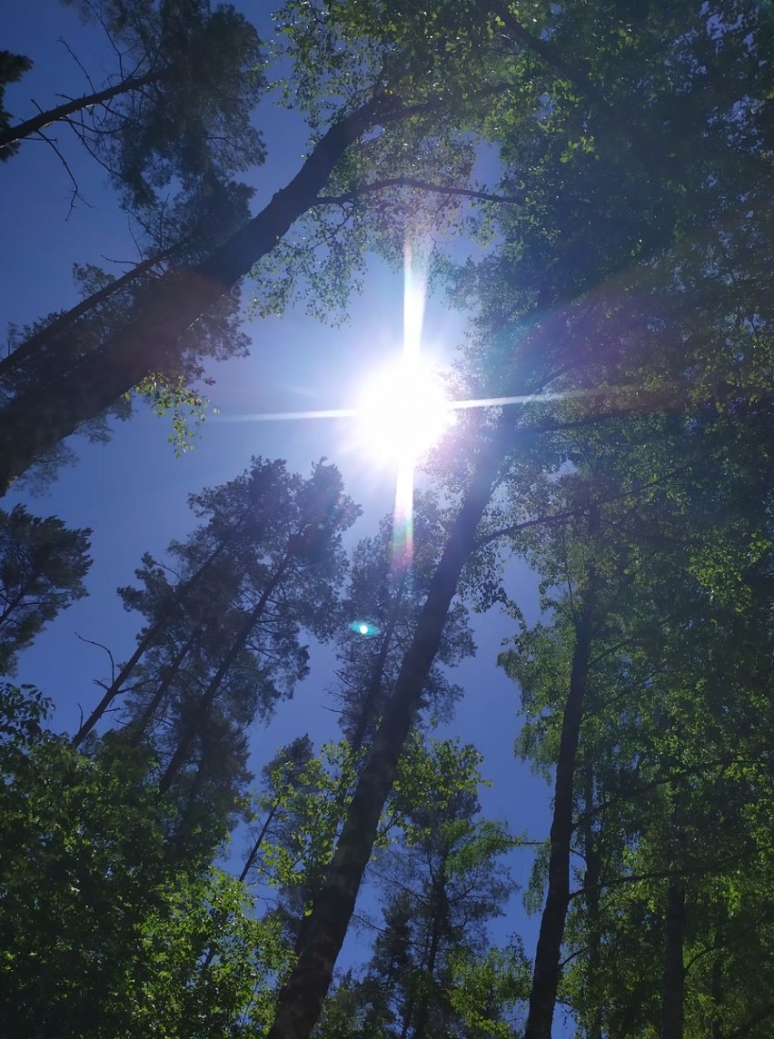 Pierwszy "wolnościowy" spacer mieszkańców powiatu tczewskiego ZDJĘCIA