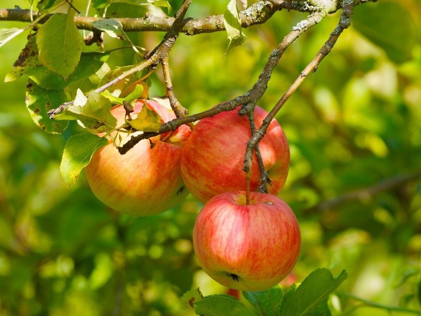 Stare odmiany jabłoni czy innych drzew owocowych wracają do...