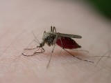 "Zjedzą nas żywcem" - bydgoszczanie skarżą się na komary