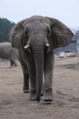 Poznańskie ZOO też jest przeciw cyrkom ze zwierzętami [OŚWIADCZENIE]