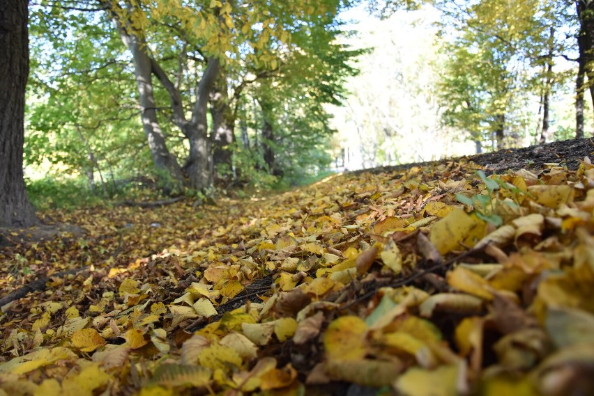 Tak wygląda jesień w Parku Sanguszków
