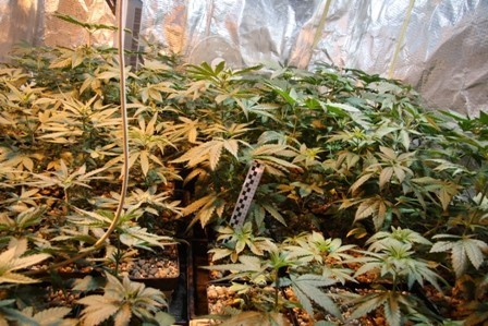 Brzeg: Plantacja marihuany została zlikwidowana