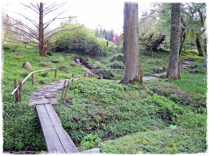 Ogród Dendrologiczny w Przelewicach - wiosna 2014