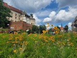 Szukacie pomysłu na spacer w niedzielne popołudnie w Krakowie? Koniecznie wybierzcie się pod Wawel!