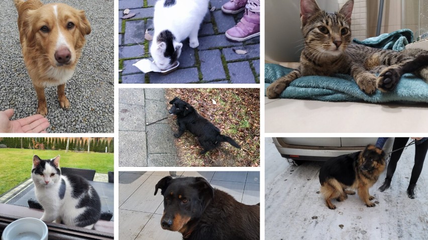  Pomóż im wrócić do domu na święta! Te psy i koty tęsknią za ciepłym domem. Zaginione i znalezione zwierzęta w Szamotułach i okolicy