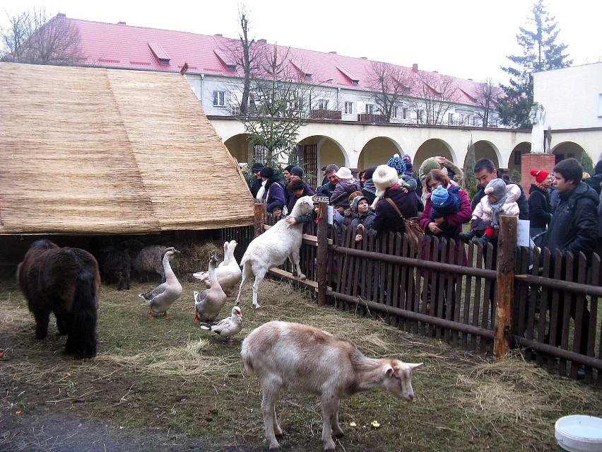 Żywa szopka w kościele św. Antoniego w Pile