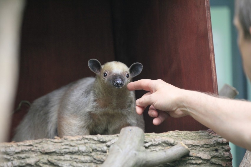 Mrówkojad w łódzkim zoo poznaje swój wybieg