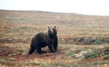 W Chełmcu mieszka niedźwiedź? Nagrała go kamera przemysłowa [FILM]