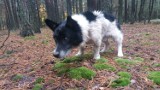 Pies przywiązany do drzewa w gminie Bełchatów