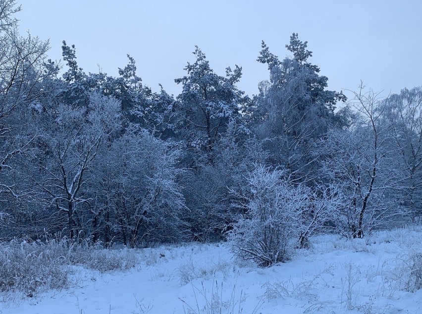 Zimowy krajobraz powiatu obornickiego w obiektywie mieszkańców [ZDJĘCIA]