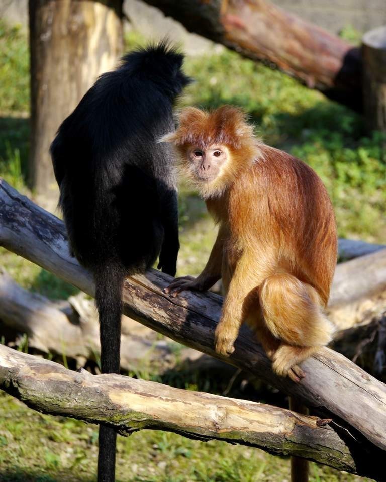 Przybywa zwierząt w zamojskim zoo - nowe małpki i ryby