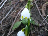 Wiosna walczy z zimą w Bieszczadach. Na połoninach leży śnieg, ale w lasach już kwitną śnieżyce wiosenne [ZDJĘCIA]