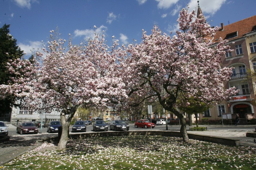 Zakwitły legnickie magnolie (ZDJĘCIA)