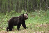 Turyści: w rezerwacie „Sine Wiry” jest agresywny niedźwiedź! Leśnicy szybko zareagowali [ZDJĘCIA]