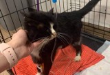 GÓRA. Górowianka prowadzi zbiórkę na leczenie chorej bezdomnej kotki