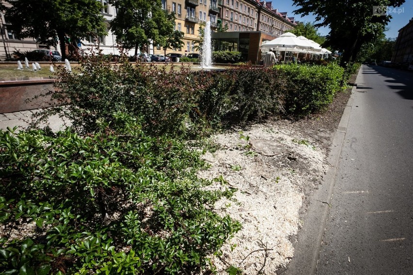Dlaczego doszło do wycinki drzew w Alei Fontann w Szczecinie. Oto wyjaśnienia urzędników [ZDJĘCIA]