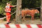 Śmierć we wrocławskim zoo. Tygrys zabił pracownika [zdjęcia]