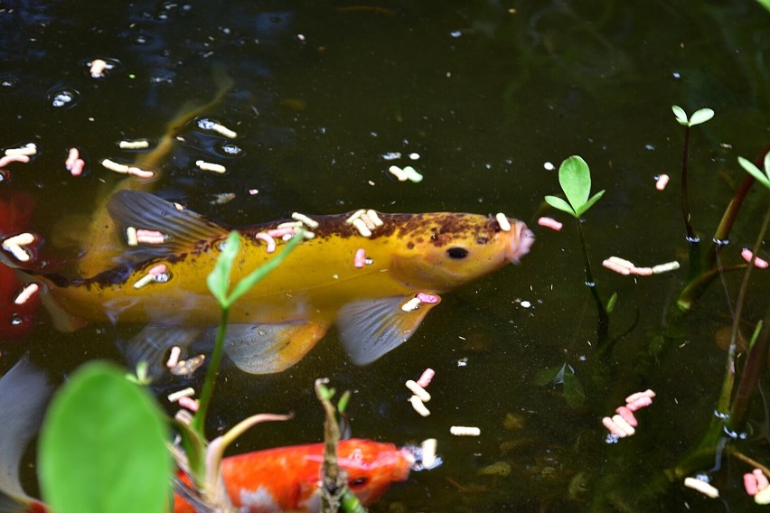 Wiosna w ogrodzie. Podpowiadamy, jak gospodarczym sposobem zrobić oczko wodne z kolorowymi rybkami [ZDJĘCIA]