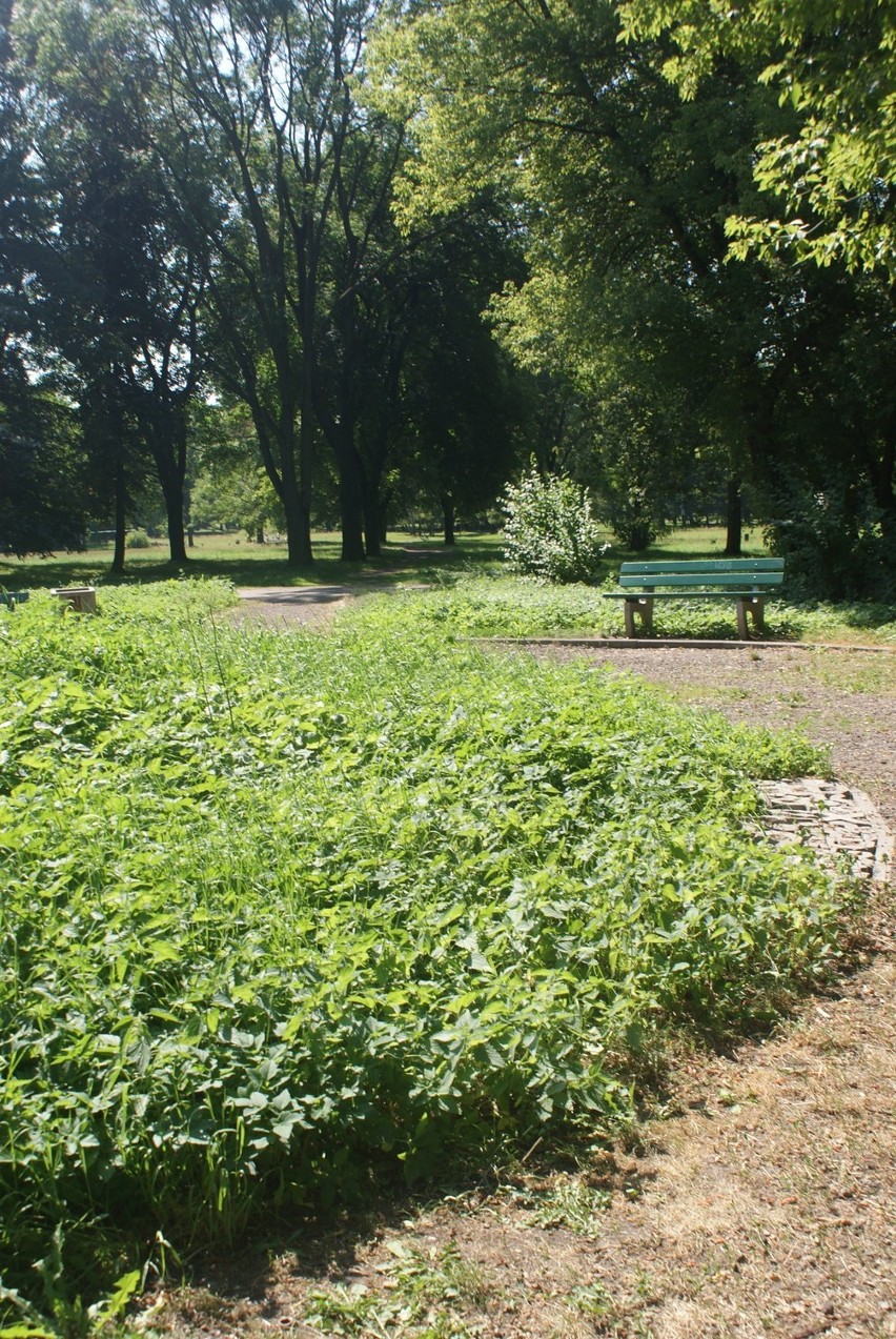 Czeladzianie wstydzą się parków