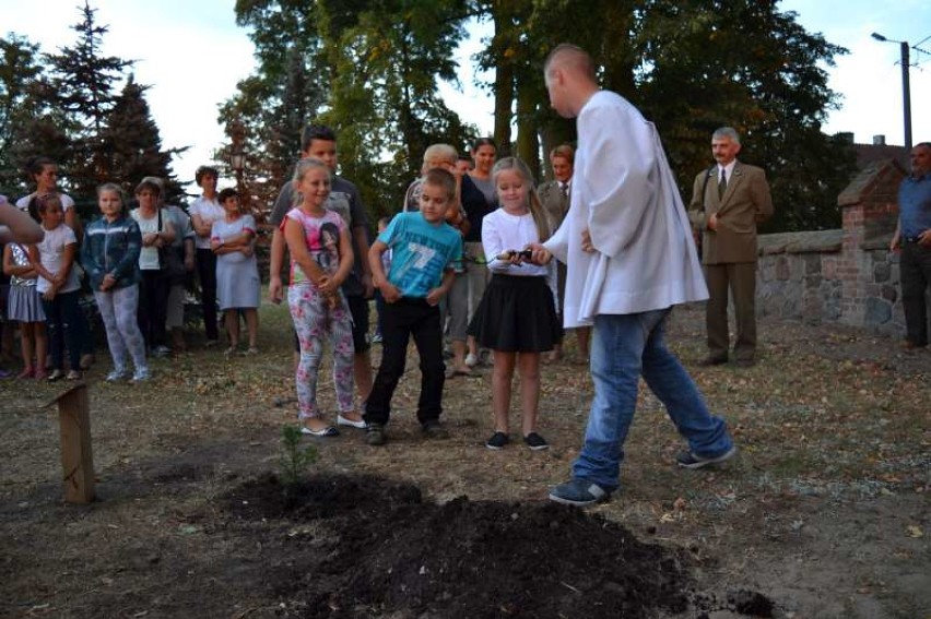 W imieniny byłego proboszcza posadzono cis na jego cześć