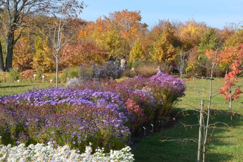 Ogród Botaniczny w Kielcach bije rekordy popularności. Czynny tylko do niedzieli 31 października. Bilety za złotówkę [ZDJĘCIA, WIDEO]